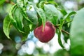 Sweet peach fruits growing on a peach tree branch Royalty Free Stock Photo