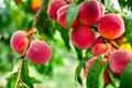 Sweet peach fruits growing on a peach tree branch Royalty Free Stock Photo