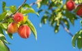 Peach fruits ripening on peach tree branch Royalty Free Stock Photo