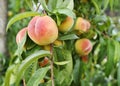 Peach fruits ripening on peach tree branch Royalty Free Stock Photo