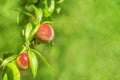 Sweet peach fruits ripening on peach tree branch in the garden. Green background with copy space Royalty Free Stock Photo