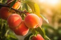 Sweet Peaches Growing On A Peach Tree Branch