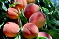 Sweet peaches on peach tree branches in the garden. Natural fruit