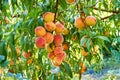 Sweet peaches on tree Royalty Free Stock Photo