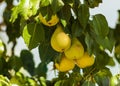 Sweet pear fruit covered with beautiful foliage