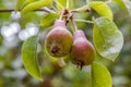 Sweet pears ripening on a tree in the garden Royalty Free Stock Photo