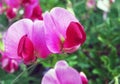 Sweet Peas Royalty Free Stock Photo