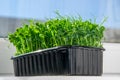 Sweet peas. Close-up microgreens on a on the windowsill. Royalty Free Stock Photo