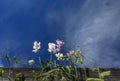 Sweet Peas and Clouds Royalty Free Stock Photo