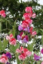 Sweet Peas, lathyrus odoratus, in bloom