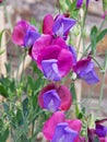 Sweet Peas Lathyrus odoratus in bloom