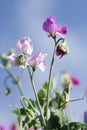 Sweet pea flowers pastel colours with blue sky background Royalty Free Stock Photo