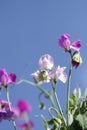 Sweet pea flowers pastel colours with blue sky background Royalty Free Stock Photo