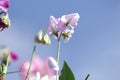 Sweet pea flowers pastel colours with blue sky background Royalty Free Stock Photo