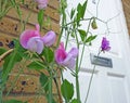 Sweet peas stamens pod seed flowers plants gardens small patio potted container garden summer spring