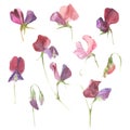 Sweet peas. Watercolor floral set. Flowers isolated on wh Royalty Free Stock Photo