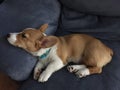 Sweet Pembroke Welsh Corgi puppy