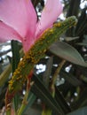 Sweet pepper aphids in oleander plant Royalty Free Stock Photo