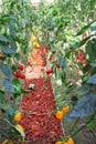 Sweet pepper or capsicum annuum group hanging  vine of pepper tree in organic vegetables farm , outdoor garden background Royalty Free Stock Photo