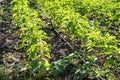 Sweet Pepper Crop