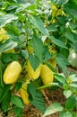 Sweet pepper growing in the vegetable garden. Unripe bell pepper Royalty Free Stock Photo