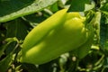 Sweet pepper growing in the vegetable garden. Unripe bell pepper in the garden. Royalty Free Stock Photo