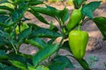 Sweet pepper growing in the vegetable garden. Unripe bell pepper in the garden. Royalty Free Stock Photo