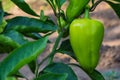 Sweet pepper growing in the vegetable garden. Unripe bell pepper in the garden. Royalty Free Stock Photo