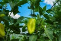 Sweet pepper growing in the vegetable garden. Unripe bell pepper in the garden. Royalty Free Stock Photo