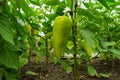 Sweet pepper growing in the vegetable garden. Unripe bell pepper in the garden. Royalty Free Stock Photo