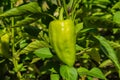 Sweet pepper growing in the vegetable garden. Unripe bell pepper in the garden. Royalty Free Stock Photo