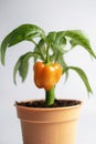 Sweet Pepper Growing In White Pot On White Background. Generative AI