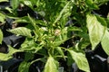 Sweet Pepper 'Marconi Red'