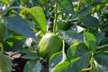 Closeup small green bell peppers growing on a plant outdoors in a garden Royalty Free Stock Photo