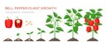 Sweet pepper plant growth stages infographic elements in flat design. Planting process of bell pepper from seeds, sprout