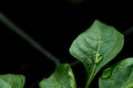 The sweet pepper plant sprouts from the ground . Drops of water on the leaf of the plant. Black background Royalty Free Stock Photo