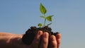 Sweet pepper sapling close-up. environmentally friendly sprout. ecologically clean planet. young sprout in hands of the Royalty Free Stock Photo