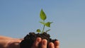 Sweet pepper sapling close-up. environmentally friendly sprout. ecologically clean planet. young sprout in hands of the Royalty Free Stock Photo