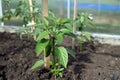 Sweet pepper seedling grows on a garden bed in a greenhouse Royalty Free Stock Photo