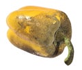 Sweet pepper with sooty mold fungi
