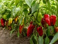 Sweet peppers bed