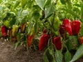 Sweet peppers bed Royalty Free Stock Photo