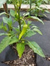 Sweet peppers growing in the garden