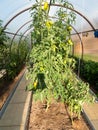 Sweet peppers and tomatoes in greenhouse