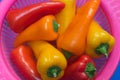 Sweet peppers of various colors in a pink basket Royalty Free Stock Photo