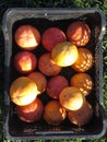 Sweet persimmon kaki fruits in plastic box