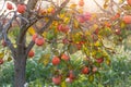 Sweet persimmons on trees in autumn in Spain at sunrise