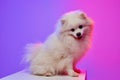 Sweet pet. Cute small white pomeranian Spitz, doggy or pet posing isolated over gradient pink-purple background in neon