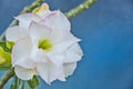 Sweet petals of  desert rose flowers Royalty Free Stock Photo