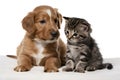 A sweet photo of a golden puppy and striped kitten showing innocence and companionship